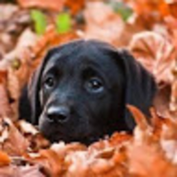 Meet your Posher, Olivia - Picture 1 of 1